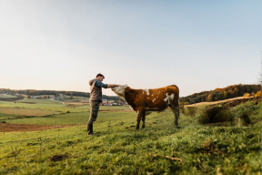 Ученые из США нашли способ адаптации коров к потеплению климата
