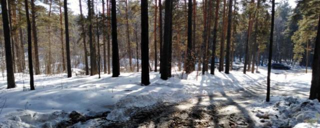 Томенко запретил рубить лес на ценных участках алтайского бора