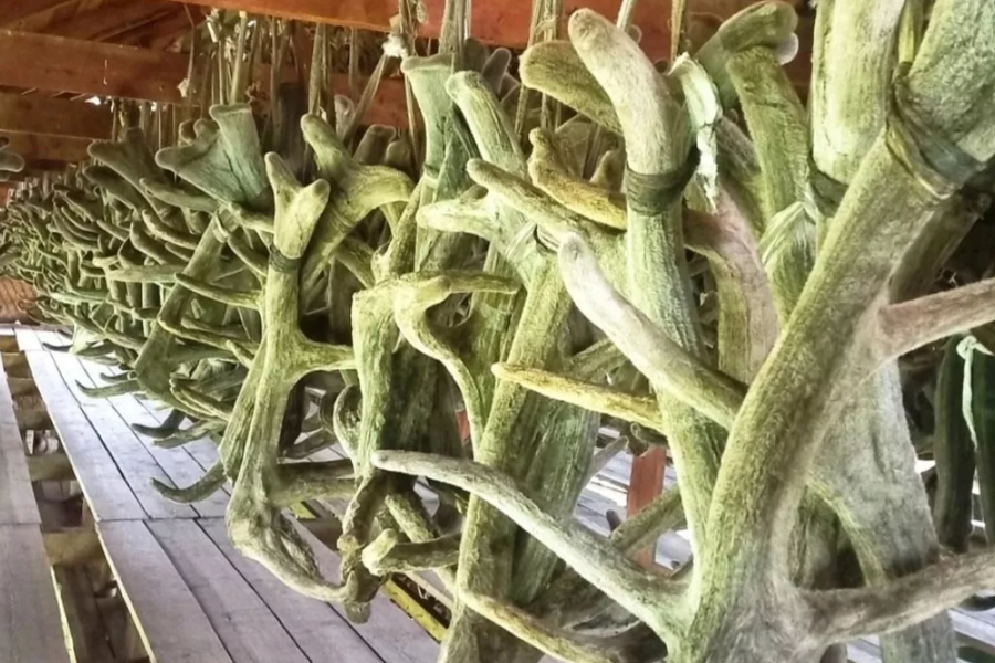 Алтай собрал 100 тонн пантов в 2025 году