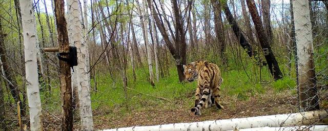 В Амурской области нашли мертвым краснокнижного тигра по кличке Павлик