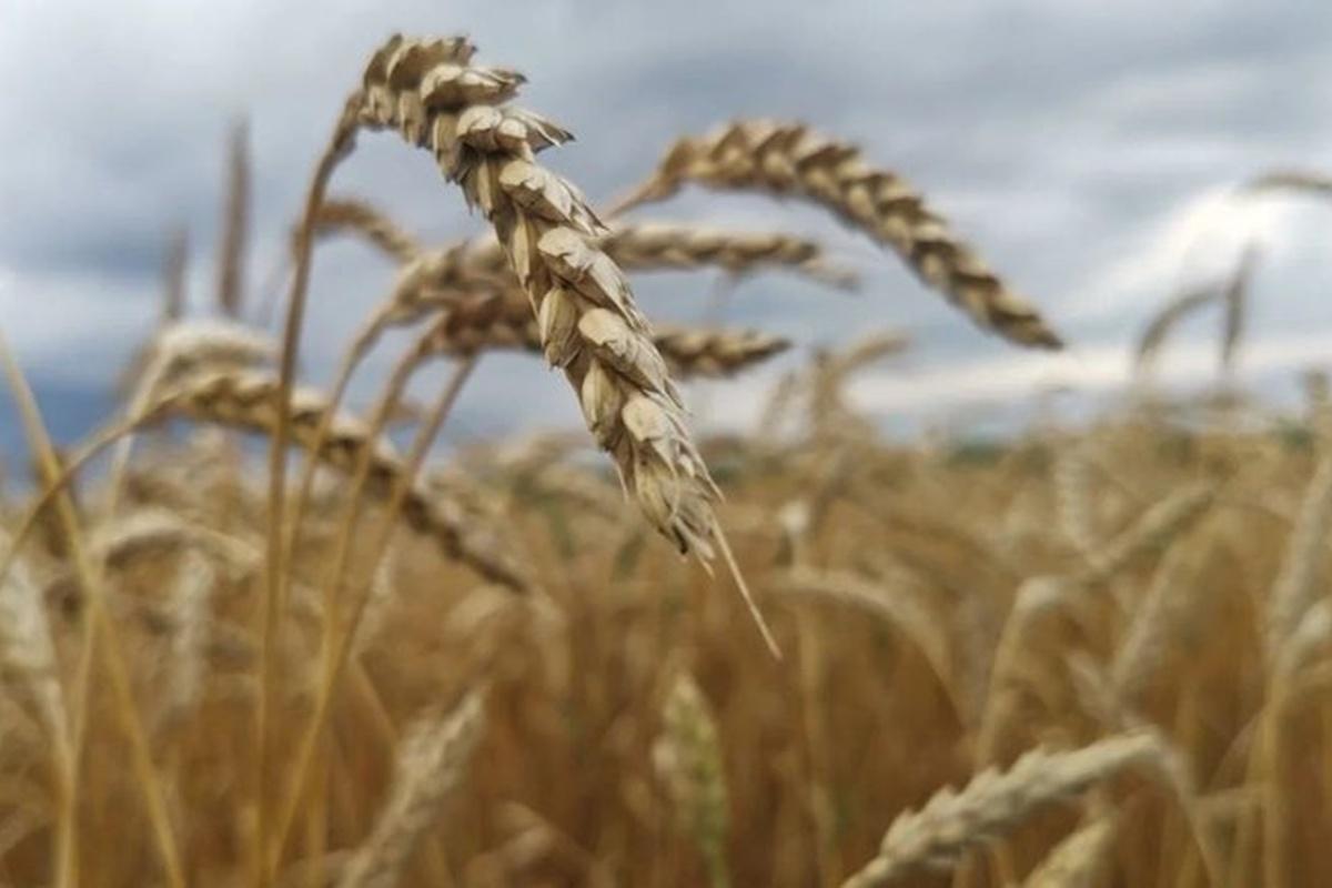 На Ставрополье собрали 9,7 млн тонн зерна