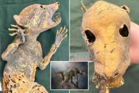 Тайна «капакабры»: ученые 7 лет бьются над загадкой мумии с руками человека