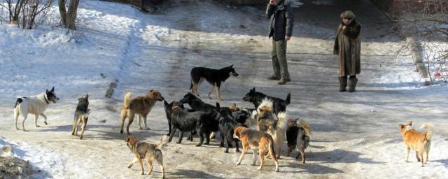 В марте текущего года в Орле начнется отлов бездомных собак