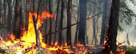 Глава Пушкинского г.о. Красноцветов призвал к осторожному обращению с огнем во избежание лесных пожаров