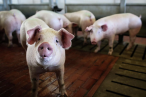В Серпухове местные жители жалуются на набеги свиней с ближайшей фермы
