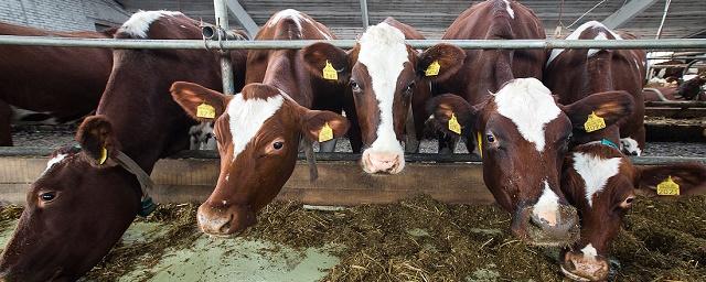 Красноярские ученые создали препарат, ускоряющий рост коров