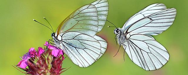 Челябинские ученые попросили местных жителей собирать бабочек-вредителей для дальнейшего изучения
