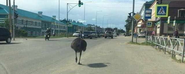 По улицам Буинска прогуливался страус эму