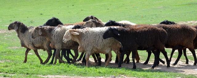 На овцеводство в Дагестане выделили более 200 миллионов рублей