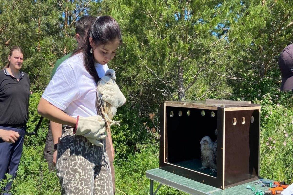 В Татарстане реализуют проект по восстановлению популяции сокола-балобана
