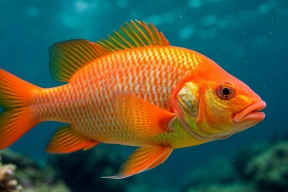 Рыбопереработка в Калининградской области выросла на 13% за 9 месяцев