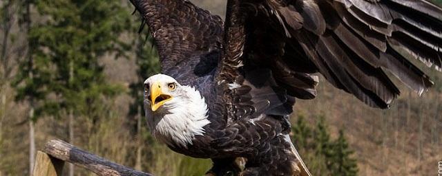 Таможенники изъяли в Домодедово 30 хищных птиц