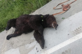 Охотоведы застрелили огромного медведя, бродившего у автобусных остановок на Сахалине