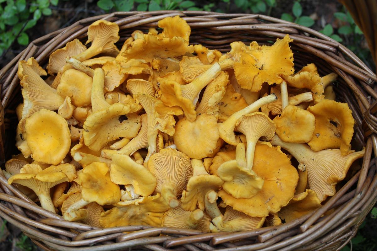 Экспорт грибов-лисичек из Калужской области за месяц достиг 100 тонн