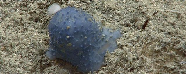 На дне Карибского моря нашли загадочное голубое существо в виде капли