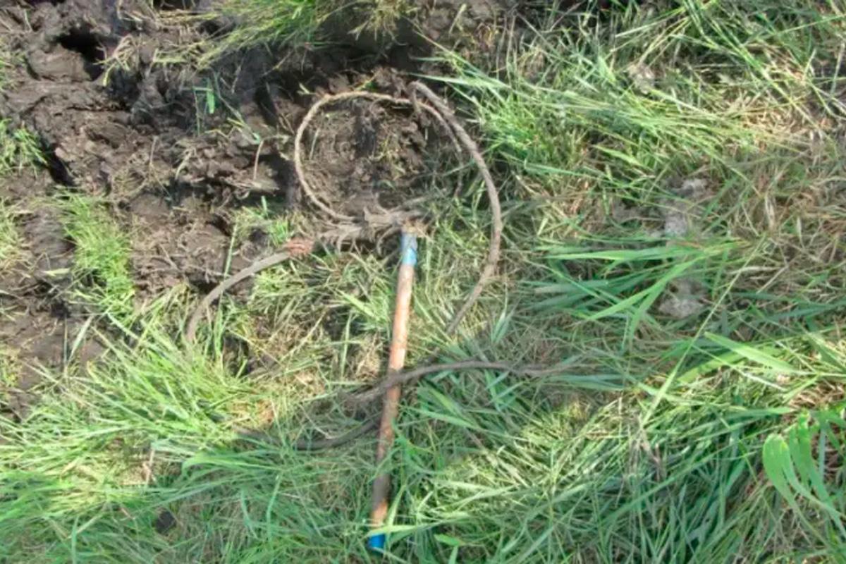 В Мордовии бык насмерть загнал фермера во время выпаса скота