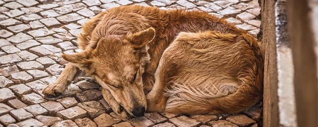 В Горно-Алтайске пройдет выставка-раздача бездомных животных