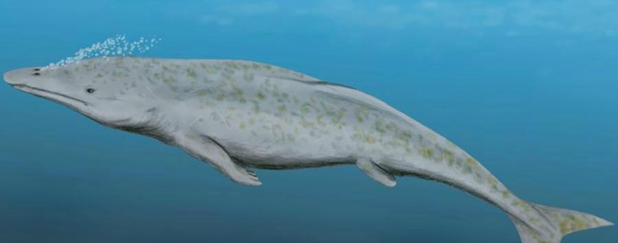 Ученые обнаружили останки древнего кита, который мог выходить на сушу