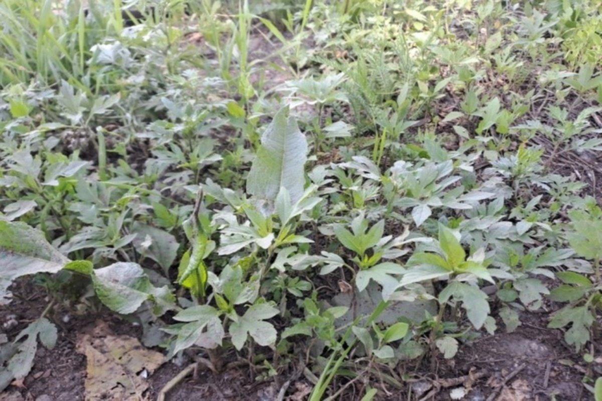 В Зианчуринском районе Башкирии выявили новый очаг распространения амброзии трехраздельной