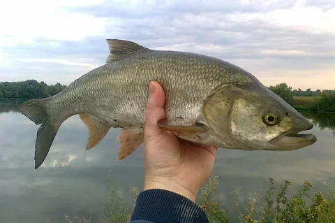 В Астрахани назвали самую активную ныне хищную рыбу
