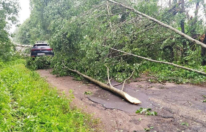 В Смоленске и области из-за непогоды упали несколько деревьев