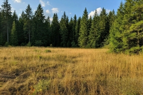 В Курской области введён 4–5 класс пожарной опасности — задействована 21 видеокамера «Лесохранитель»