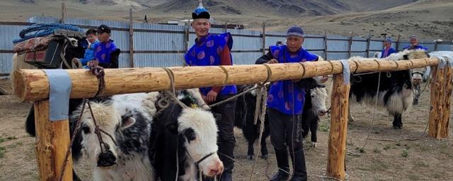 В Тыве впервые отпраздновали День яка и яководов