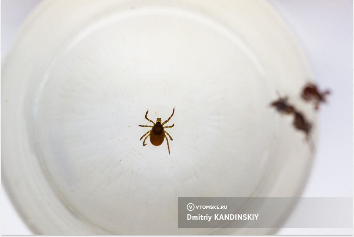 В Томской области от укусов клещей пострадали более 7 тысяч человек