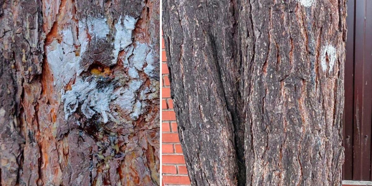 В Новосибирске дачники устроили разборки из-за вырубки сосен