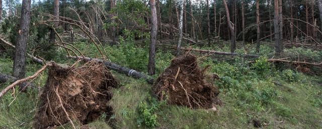 В Подмосковье майский ураган уничтожил 500 га леса
