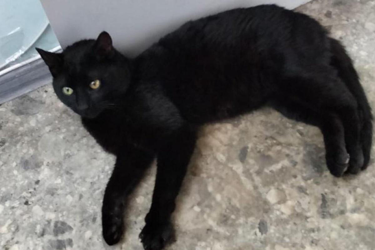 Турецкий кот месяц живёт в Новороссийске