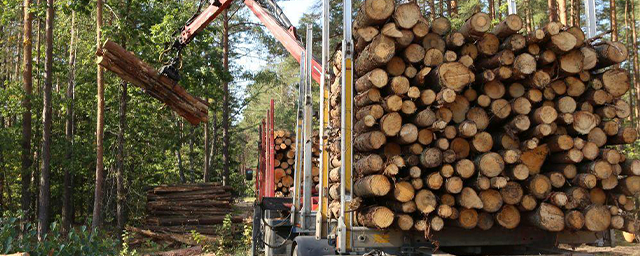 Ивановская область оказалась на втором месте по темпам вырубки леса в России