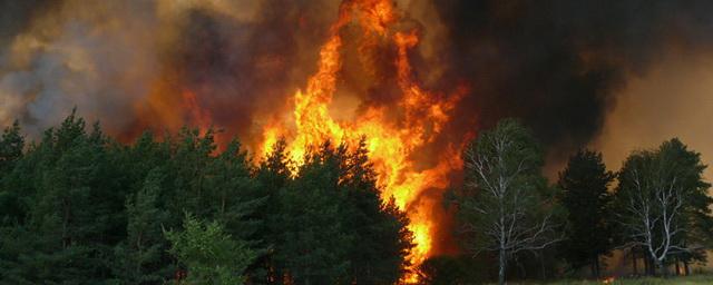 В Красноярском крае действуют 77 лесных пожаров