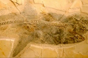 Находка из Мексики объяснила, как выглядели доисторические акулы