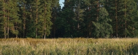 В Ярославской области введут плату за посещение лесов