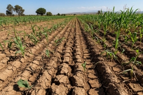 РСХБ-Страхование выплатило агропредприятию Кубани более 29 млн рублей