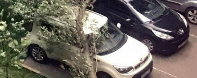 В Москве и Подмосковье ветер повалил 130 деревьев, повреждены 23 машины