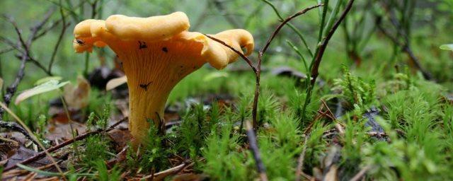 В лесах Московской области появились осенние грибы