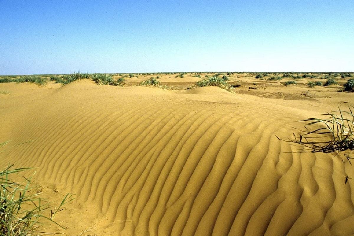 Как выпас скота угрожает будущему Калмыкии