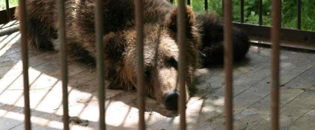 В Уфе поймали сбежавших из передвижного зоопарка медведя и верблюда