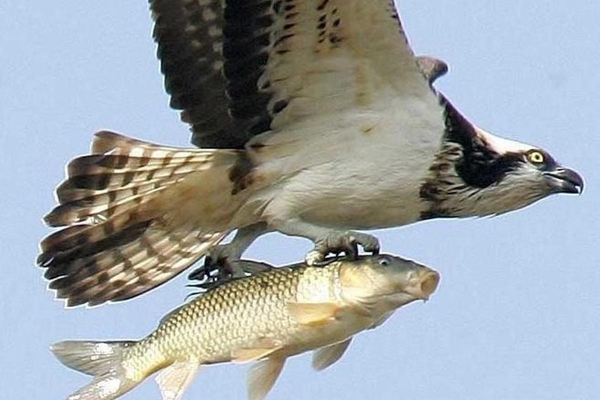 Упавшая с неба рыба стала причиной пожара и блэкаута в Канаде