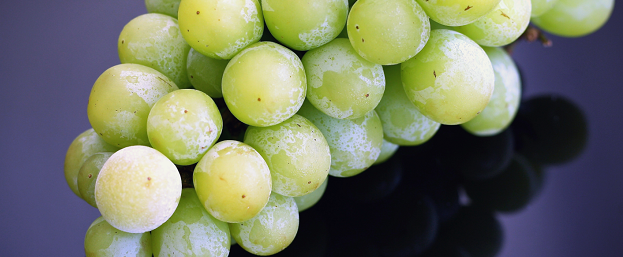 Британские ученые заявили, что употребление трех виноградин в день улучшает работу кишечника