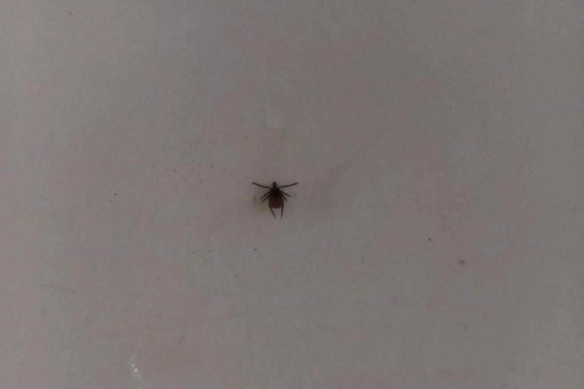 Клещи активизировались в Челябинской области