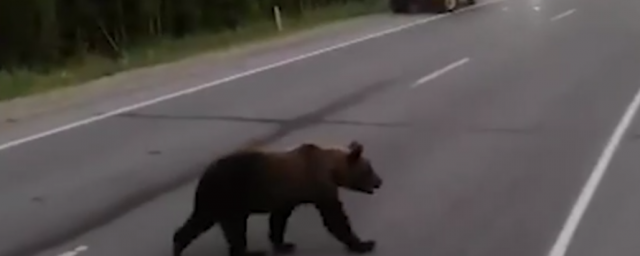 В Югре задержаны подозреваемые в убийстве медвежонка
