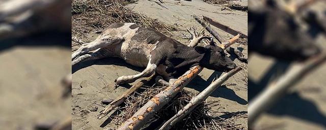 В Находке волны выбросили на берег живых и мёртвых коров