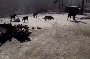 Стая бродячих собак оккупировала мусорку недалеко от детского сада в Чите, власти не реагируют на ситуацию