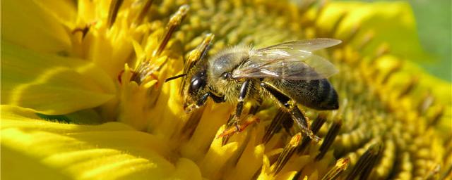 Scientists find way to train bees