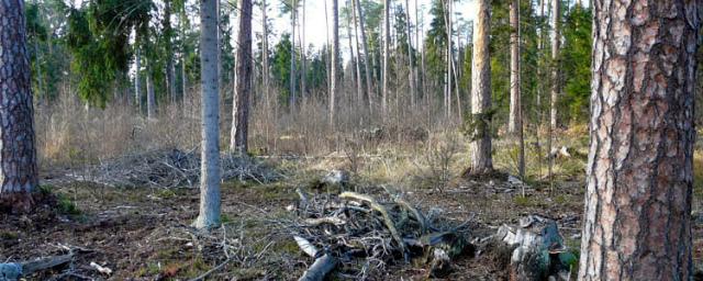 В Егорьевске очищают местные леса от неликвидной древесины