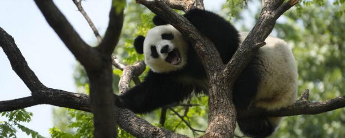 Китай забирает из зоопарков США всех своих панд, являвшихся посланниками дружбы