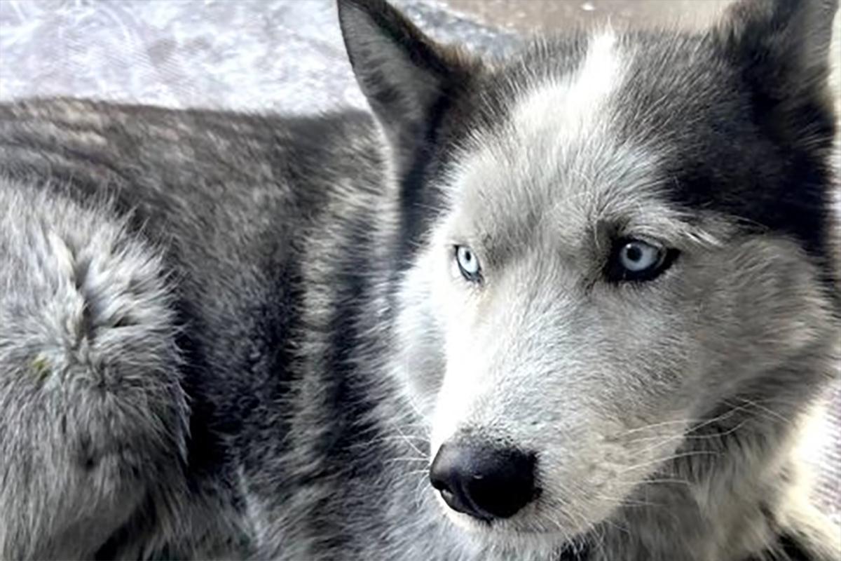 Пес Умка ждет в аэропорту Кызыла погибшего на СВО хозяина